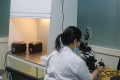 IVF-6